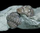 Double Flexicalymene Trilobite - Prone & Enrolled #5525-3